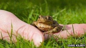 Common toad