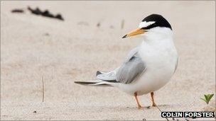 Little tern at Crimdon Dene