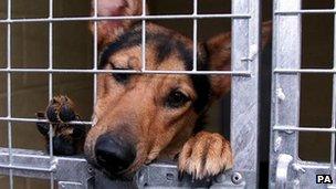 Dog in a kennel at Manchester dogs home