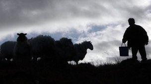 farmer with sheep