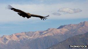 A condor in Peru