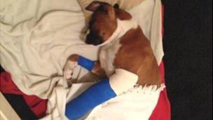 Buster the dog with a broken leg