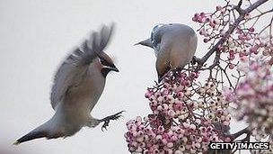 Waxwings on a rowan tree in UK