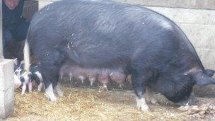 The mother of the piglets