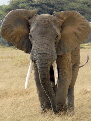 Male African elephant (Image: BBC)