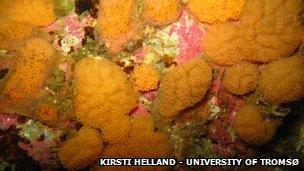 A species found in deep sea called Ascidiaceae, a Botryllus specie