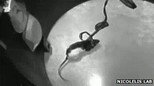 Rat hooked up to infrared detector