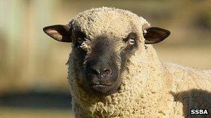 A Sidedowns Bently from the Shropshire Sheep Breeders' Association