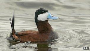 Ruddy duck