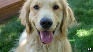 Golden retriever