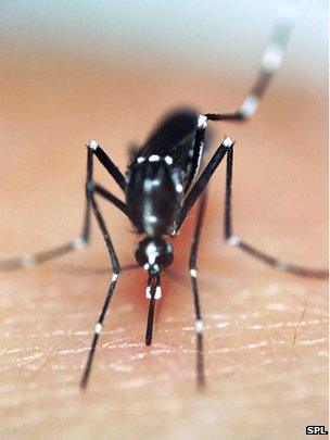 Asian tiger mosquito