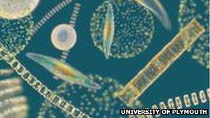 Plankton microscope photo