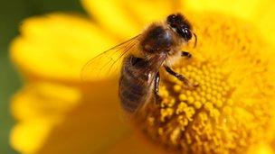 bee