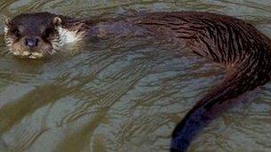 An otter in a British waterway