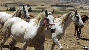 Arabian horses