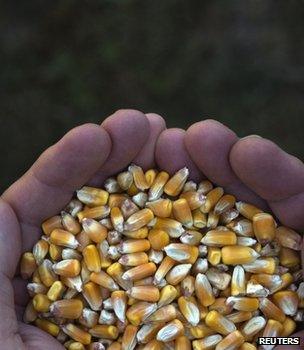 Corn kernels (Image: Reuters)