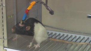 Rat in Nicolelis lab