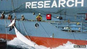 Japan's whaling ship Yushin Maru tows a whale in the Southern Ocean (17 Feb 2013)