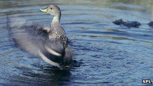 South Georgia pintail