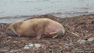 walrus on beach in Orkney