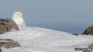 Snowy owl in Cairngorms