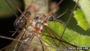 Midge feeding on a cranefly