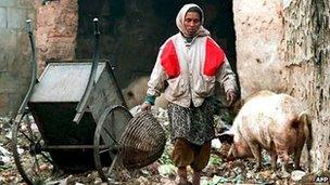 Dalit sweeper woman walks by a pig at a dump