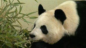 Female panda Tian Tian