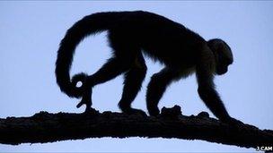 Capuchin monkey (Image: Jordi Cam)