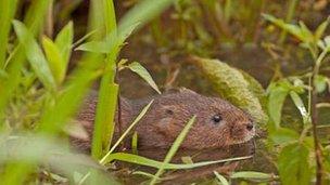 A water vole swimming