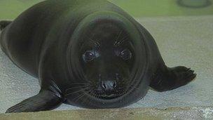 Liquorice the seal