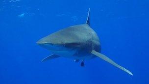 Oceanic whitetip (2006)