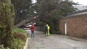 Tree fallen into house