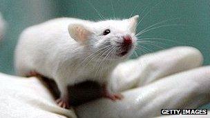 White lab rat - file pic