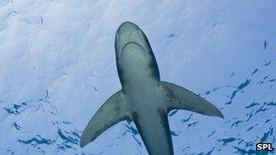 Oceanic whitetip