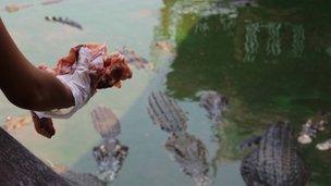 Feeding time at the world's biggest crocodile farm near Bangkok