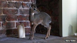 A Kirk's dik-dik antelope in a zookeeper's house