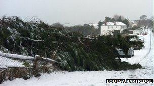 Tree fallen in Fermain Road in snow - picture courtesy Louisa Partridge