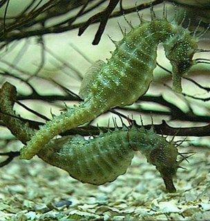 Seahorses (Image: BBC)