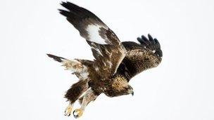 Golden eagle