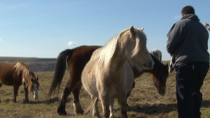 Horses being fed