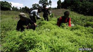 Indonesian police inspect marijuana plants in Aceh Besar district