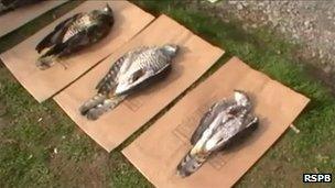 Poisoned goshawks. Pic: RSPB