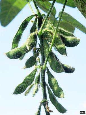 Soybean pods