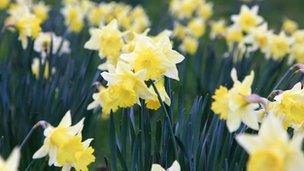 Spring daffodils