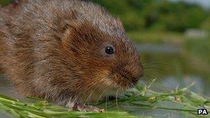 Water vole - generic