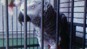 Arnie the African Grey parrot