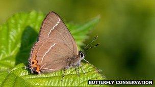 White-letter Hairstreak butterfly