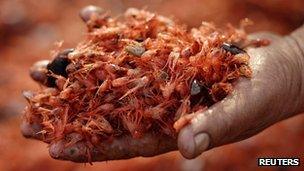 Man holds dead prawns