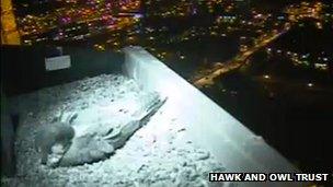 Night shot of female peregrine on Norwich Cathedral